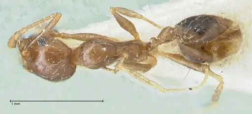 Pheidole megacephala - FOCOL1311