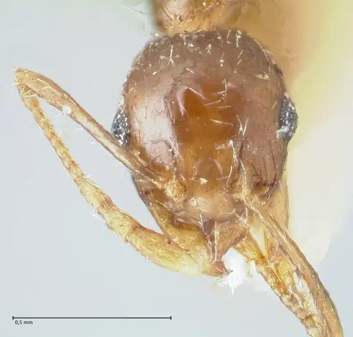 Pheidole megacephala - FOCOL1311