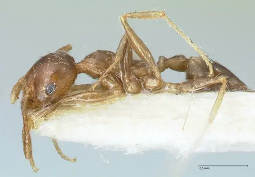 Pheidole megacephala - FOCOL1311