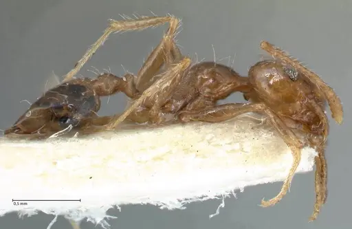 Pheidole megacephala - FOCOL1311