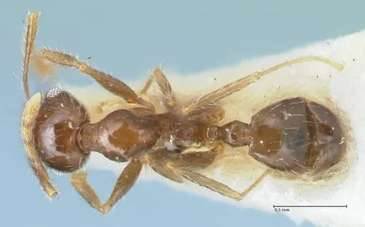Pheidole megacephala - FOCOL1312