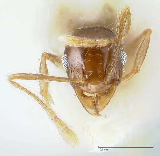 Pheidole megacephala - FOCOL1312
