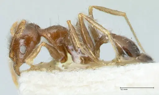 Pheidole megacephala - FOCOL1312