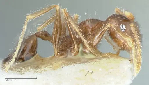 Pheidole megacephala - FOCOL1312