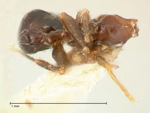 Pheidole megacephala - FOCOL1344