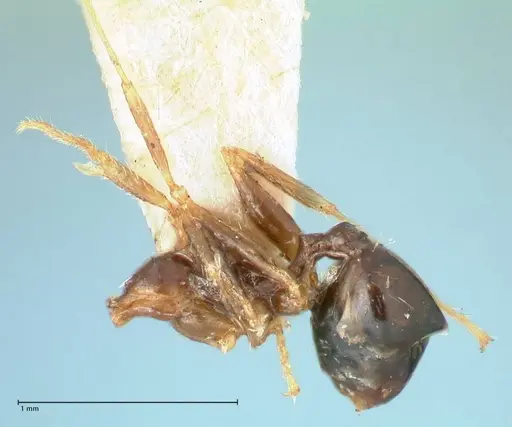 Pheidole megacephala - FOCOL1344