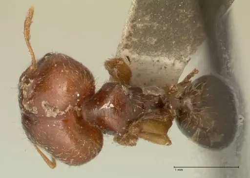 Pheidole megacephala - FOCOL1347