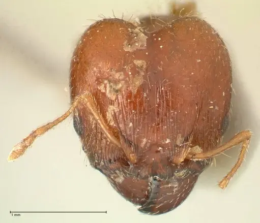 Pheidole megacephala - FOCOL1347