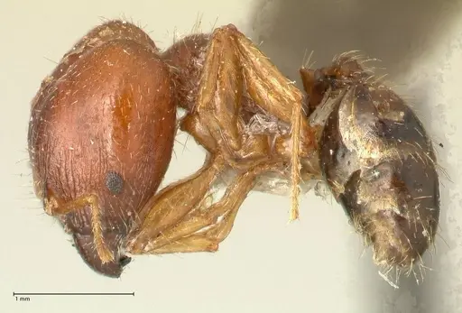 Pheidole megacephala - FOCOL1347