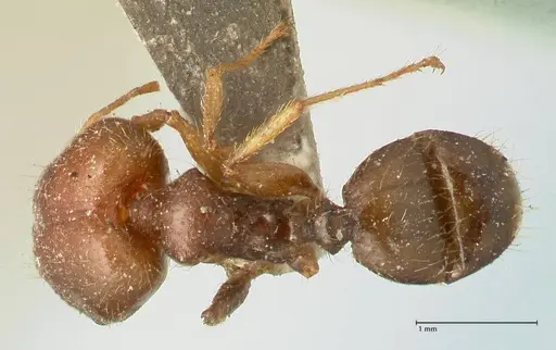 Pheidole megacephala - FOCOL1348