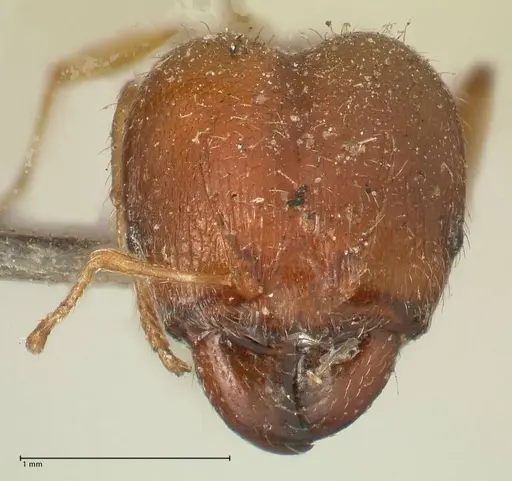 Pheidole megacephala - FOCOL1348
