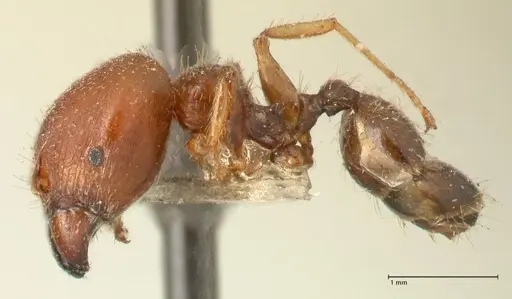 Pheidole megacephala - FOCOL1348