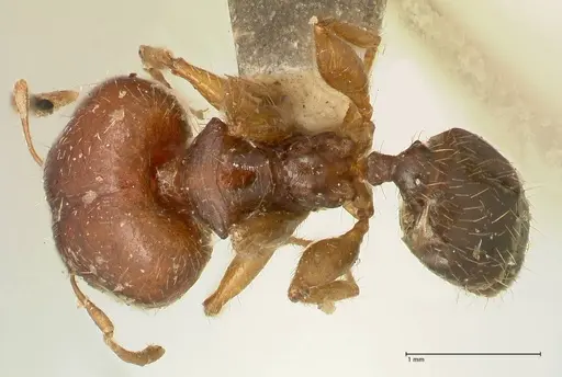 Pheidole megacephala - FOCOL1349