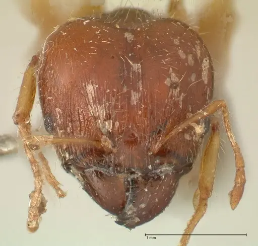 Pheidole megacephala - FOCOL1349