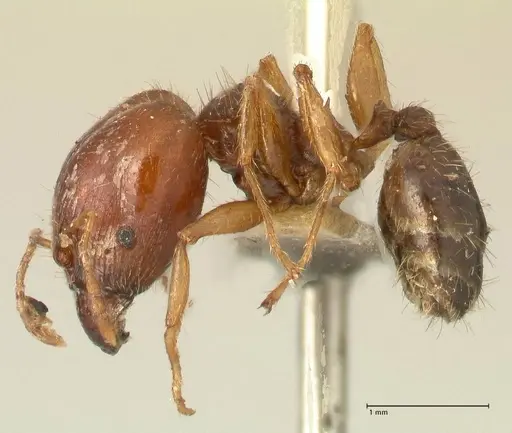 Pheidole megacephala - FOCOL1349