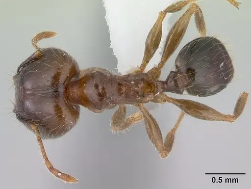 Pheidole megacephala - ICCDRS0003685