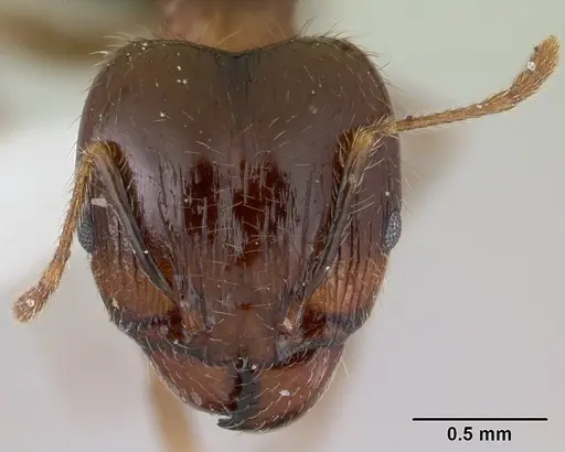 Pheidole megacephala - ICCDRS0003685
