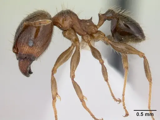 Pheidole megacephala - ICCDRS0003685