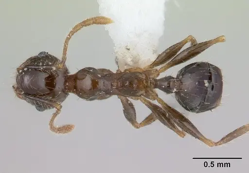 Pheidole megacephala - ICCDRS0003692