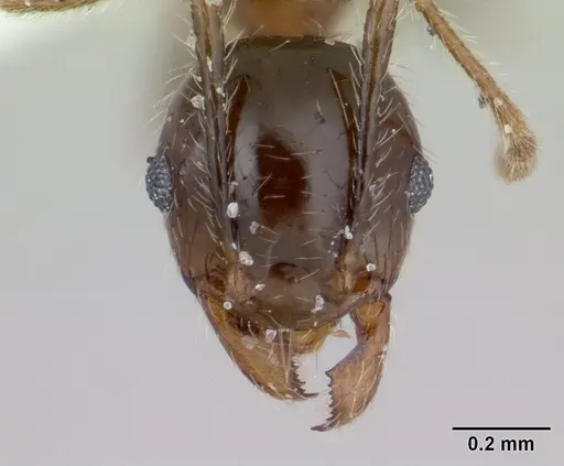 Pheidole megacephala - ICCDRS0003692