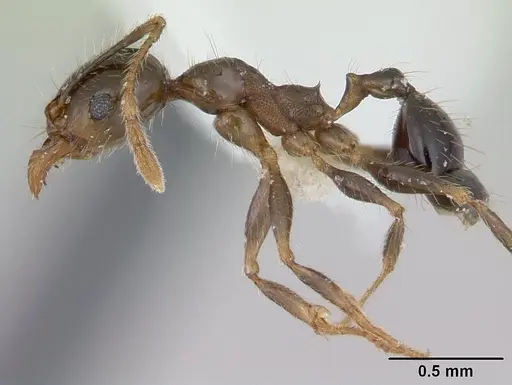 Pheidole megacephala - ICCDRS0003692