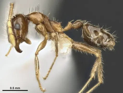 Pheidole megacephala - MCZ-ENT00511501