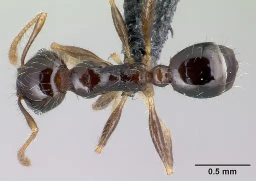 Pheidole megatron specimen