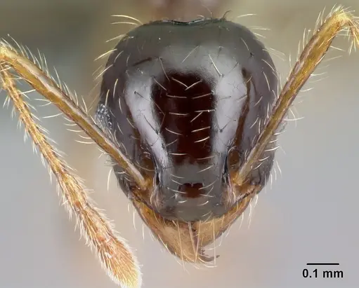 Pheidole megatron specimen