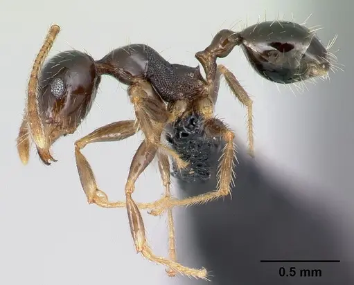 Pheidole megatron specimen