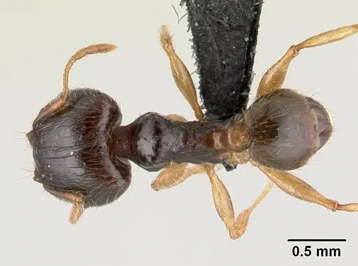 Pheidole megatron - CASENT0146034