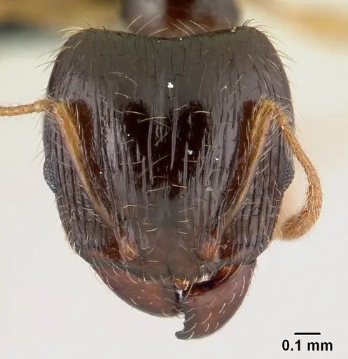 Pheidole megatron - CASENT0146034