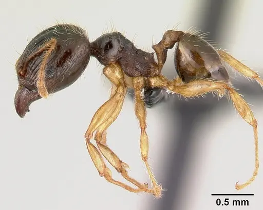 Pheidole megatron - CASENT0146034