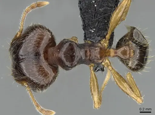 Pheidole megatron - CASENT0147194
