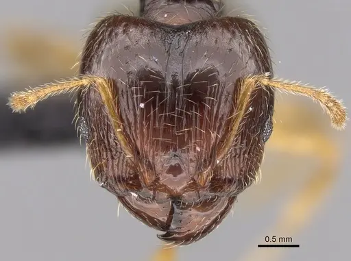 Pheidole megatron - CASENT0147194