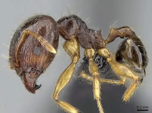 Pheidole megatron - CASENT0147194