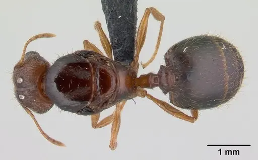 Pheidole megatron - CASENT0147219