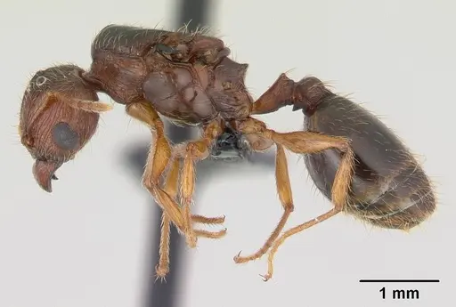 Pheidole megatron - CASENT0147219