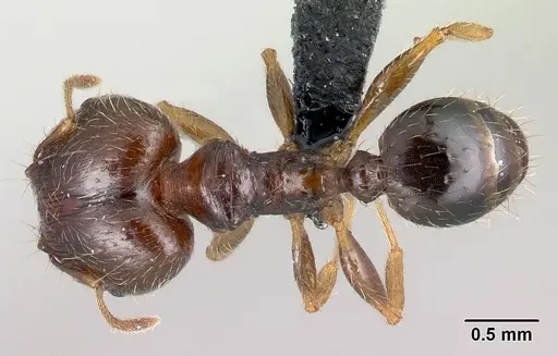 Pheidole megatron - CASENT0179573