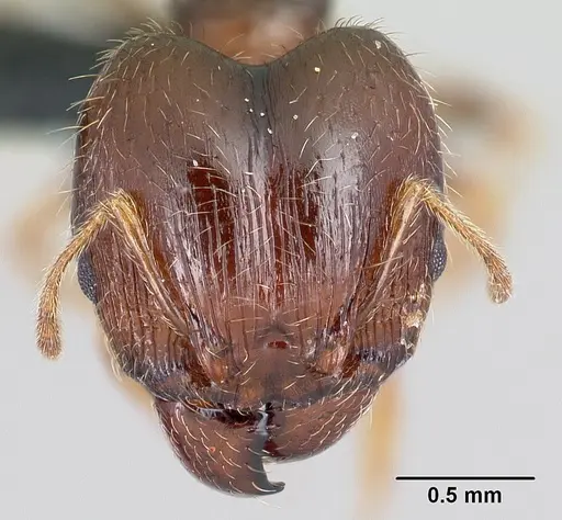 Pheidole megatron - CASENT0179573
