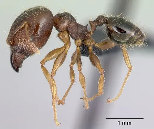 Pheidole megatron - CASENT0179573