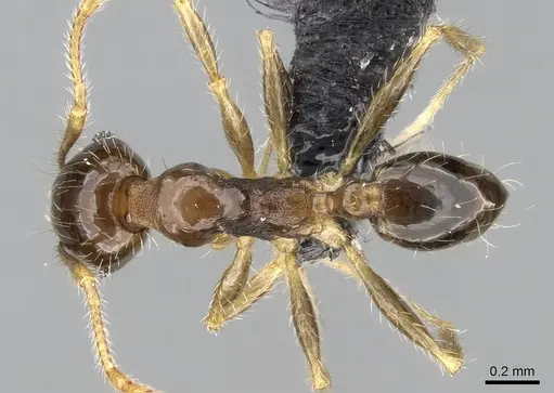 Pheidole megatron - CASENT0281179