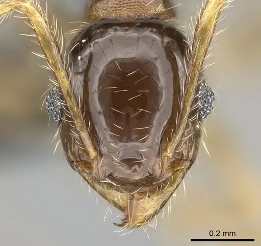 Pheidole megatron - CASENT0281179
