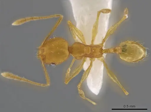 Pheidole meinerti specimen