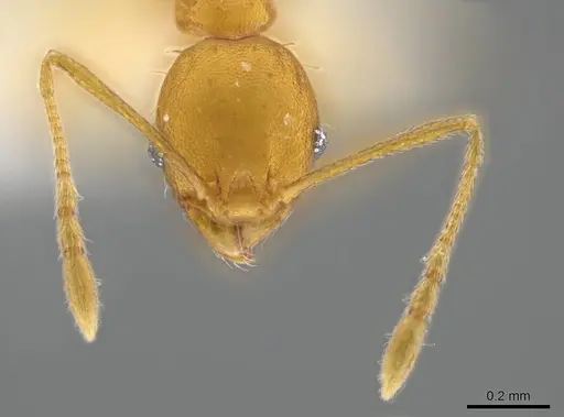 Pheidole meinerti specimen