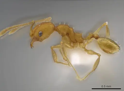 Pheidole meinerti specimen