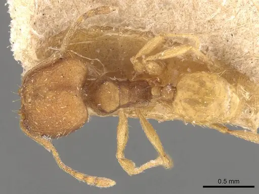 Pheidole meinerti - CASENT0908289