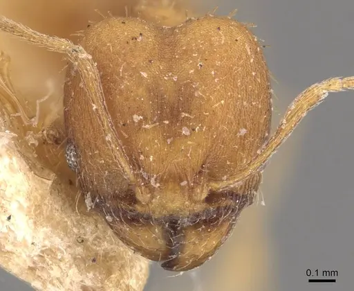 Pheidole meinerti - CASENT0908289