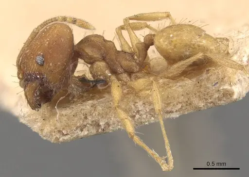 Pheidole meinerti - CASENT0908289