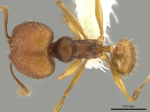 Pheidole meinerti - JTLC000015191