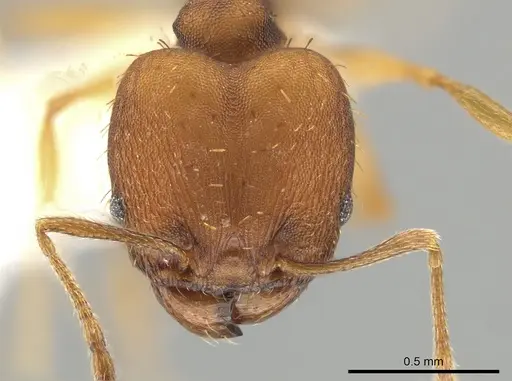 Pheidole meinerti - JTLC000015191